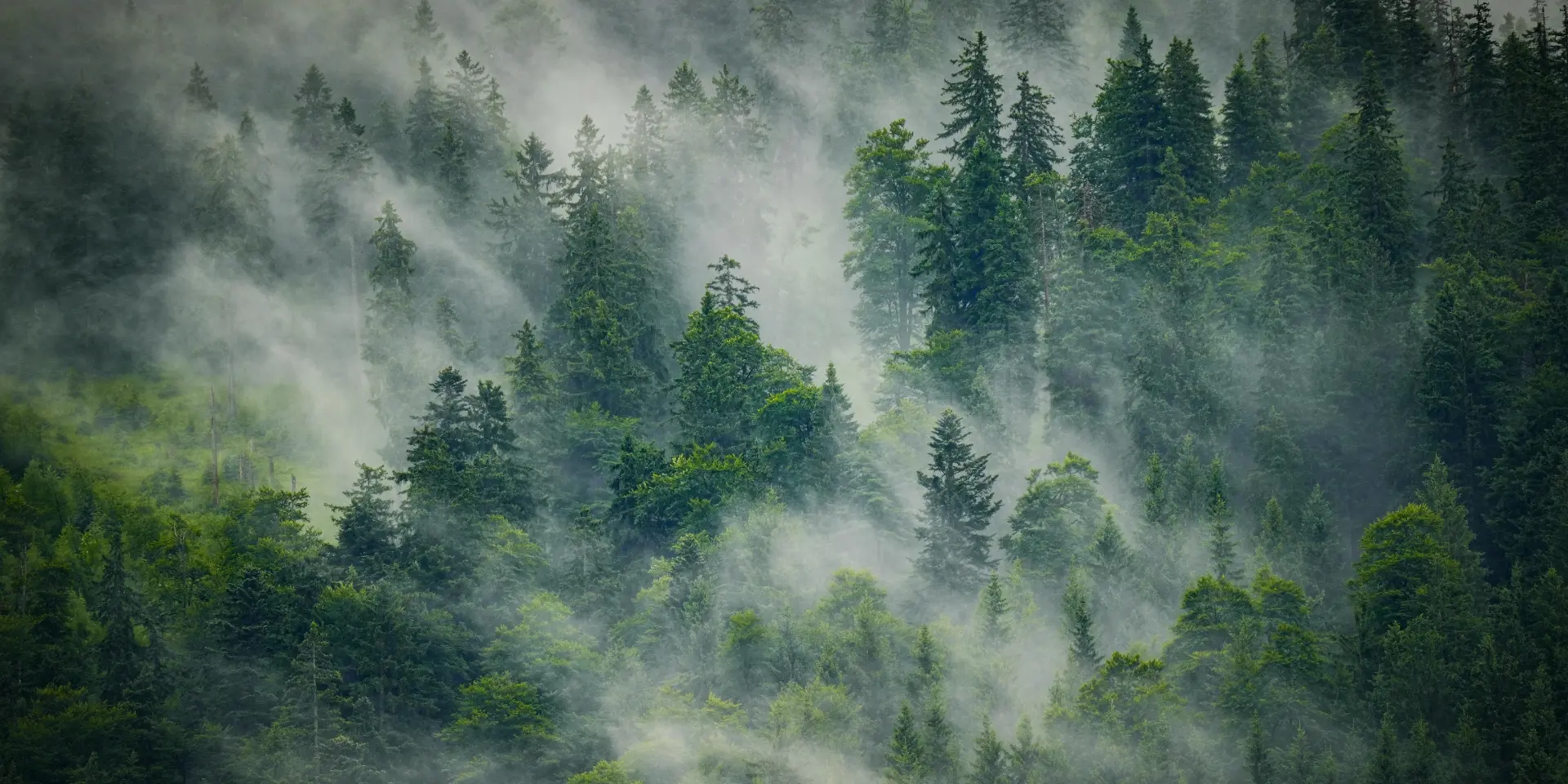 Dimhöljd grön skog